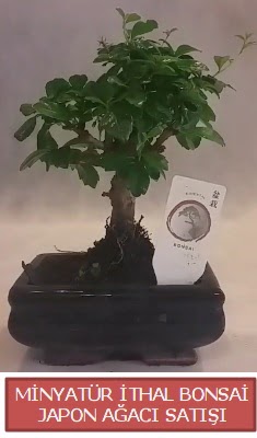 Kk grsel bonsai japon aac bitkisi  anakkale hediye sevgilime hediye iek 