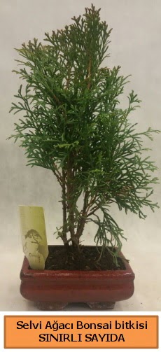 Selvi aac bonsai japon aac bitkisi  anakkale anneler gn iek yolla 