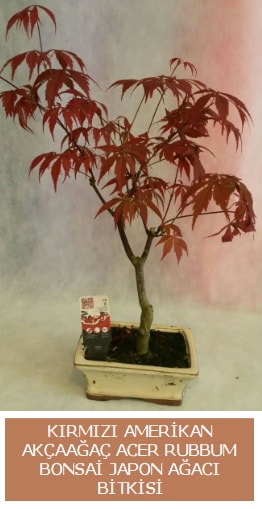 Amerikan akaaa Acer Rubrum bonsai  anakkale iek gnderme 