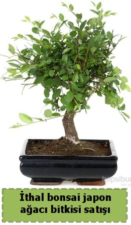 thal bonsai saks iei Japon aac sat  anakkale online iek gnderme sipari 