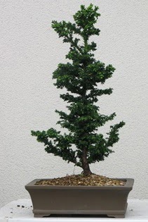 am aac bonsai bitkisi sat  anakkale 14 ubat sevgililer gn iek 