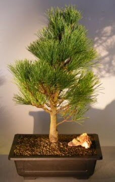 am aac japon aac bitkisi bonsai  anakkale 14 ubat sevgililer gn iek 