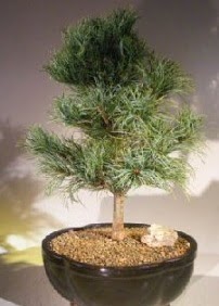 am aac bonsai bitkisi sat  anakkale iek online iek siparii 
