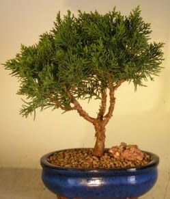 Servi am bonsai japon aac bitkisi  anakkale cicekciler , cicek siparisi 