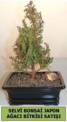 Selvi am japon aac bitkisi bonsai  anakkale 14 ubat sevgililer gn iek 