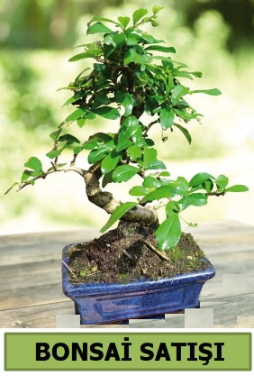 am bonsai japon aac sat  anakkale anneler gn iek yolla 