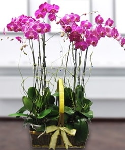 7 dall mor lila orkide  anakkale cicek , cicekci 