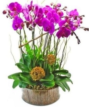 Ahap ktkte lila mor orkide 8 li  anakkale gvenli kaliteli hzl iek 