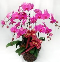 Sepet ierisinde 5 dall lila orkide  anakkale iek online iek siparii 