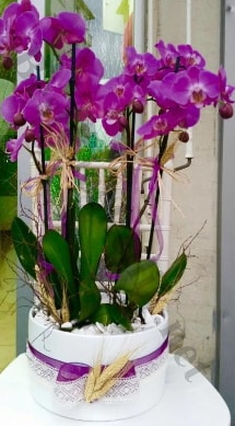 Seramik vazoda 4 dall mor lila orkide  anakkale nternetten iek siparii 