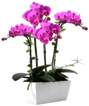 Seramik vazo ierisinde 4 dall mor orkide  anakkale anneler gn iek yolla 
