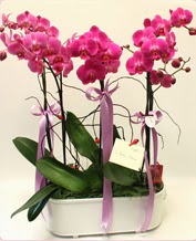 Beyaz seramik ierisinde 4 dall orkide  anakkale iek online iek siparii 