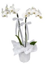 2 dall beyaz orkide  anakkale internetten iek sat 