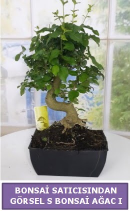 S dal erilii bonsai japon aac  anakkale anneler gn iek yolla 