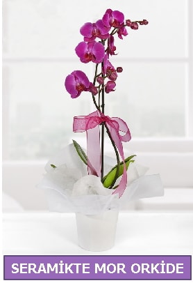 Seramik ierisinde birinci kalite tek dall mor orkide  anakkale online iek gnderme sipari 
