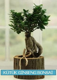Ktk aa ierisinde ginseng bonsai  anakkale cicek , cicekci 