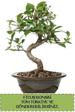 Ficus bonsai  anakkale cicek , cicekci 