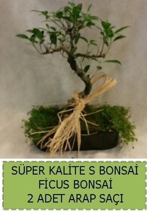 Ficus S Bonsai ve arap sa  anakkale 14 ubat sevgililer gn iek 