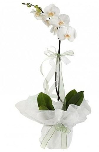 Tekli Beyaz Orkide  anakkale iek servisi , ieki adresleri 