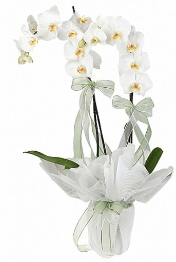 ift Dall Beyaz Orkide  anakkale iek sat 