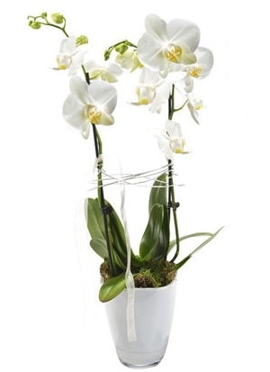2 dall beyaz seramik beyaz orkide sakss  anakkale cicek , cicekci 