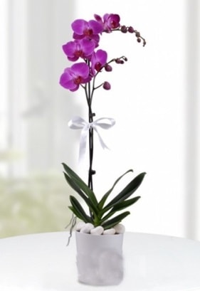 Tek dall saksda mor orkide iei  anakkale yurtii ve yurtd iek siparii 