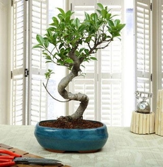 Amazing Bonsai Ficus S thal  anakkale online ieki , iek siparii 