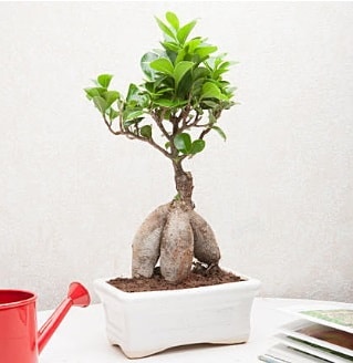 Exotic Ficus Bonsai ginseng  anakkale hediye iek yolla 