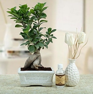 Ginseng ficus bonsai  anakkale yurtii ve yurtd iek siparii 