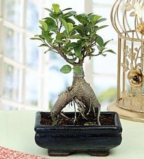 Appealing Ficus Ginseng Bonsai  anakkale iek sat 