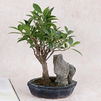 Japon aac Evergreen Ficus Bonsai  anakkale cicek , cicekci 