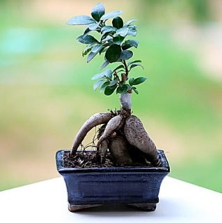Marvellous Ficus Microcarpa ginseng bonsai  anakkale iek yolla , iek gnder , ieki  