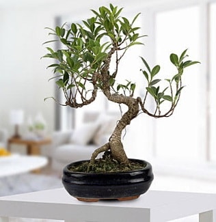 Gorgeous Ficus S shaped japon bonsai  anakkale iekiler 