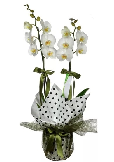 ift Dall Beyaz Orkide  anakkale ieki telefonlar 