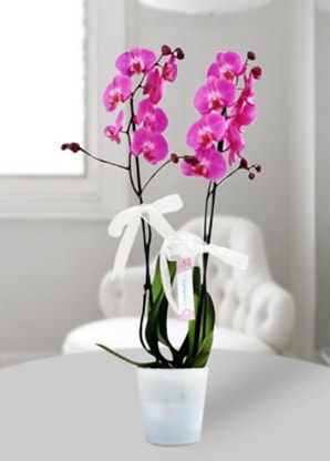 ift dall mor orkide  anakkale yurtii ve yurtd iek siparii 