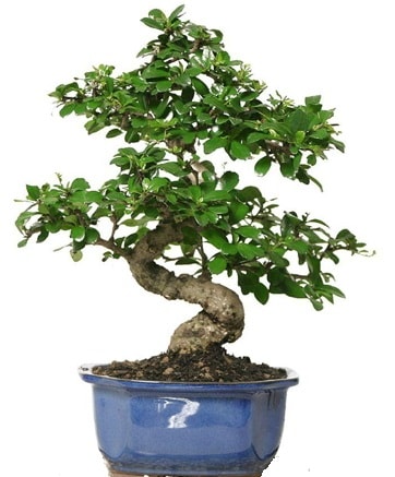 21 ile 25 cm aras zel S bonsai japon aac  anakkale 14 ubat sevgililer gn iek 