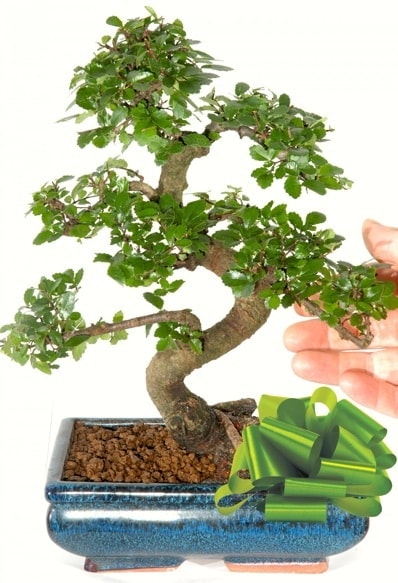 Yaklak 25 cm boyutlarnda S bonsai  anakkale kaliteli taze ve ucuz iekler 