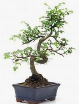 S gvde bonsai minyatr aa japon aac  anakkale anneler gn iek yolla 