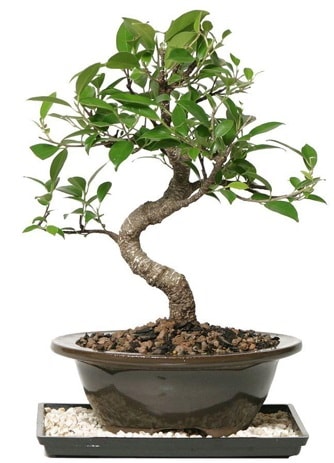 Altn kalite Ficus S bonsai  anakkale 14 ubat sevgililer gn iek  Sper Kalite