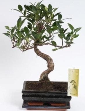 Ficus muhteem gold kalite 25 cm civar bonsai
