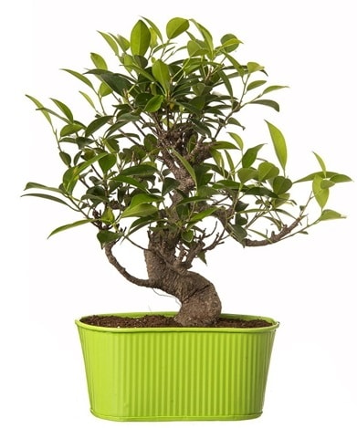 Ficus S gvdeli muhteem bonsai  anakkale kaliteli taze ve ucuz iekler 