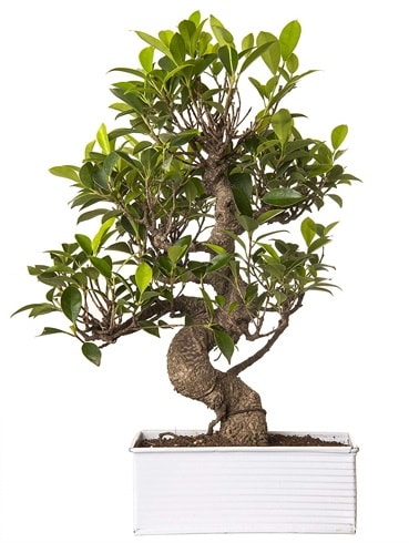 Exotic Green S Gvde 6 Year Ficus Bonsai  anakkale cicek , cicekci 