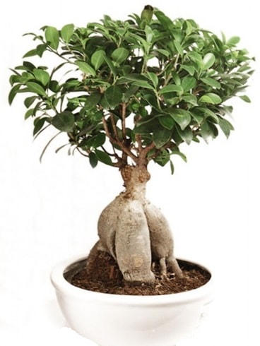 Ginseng bonsai japon aac ficus ginseng  anakkale online iek gnderme sipari 